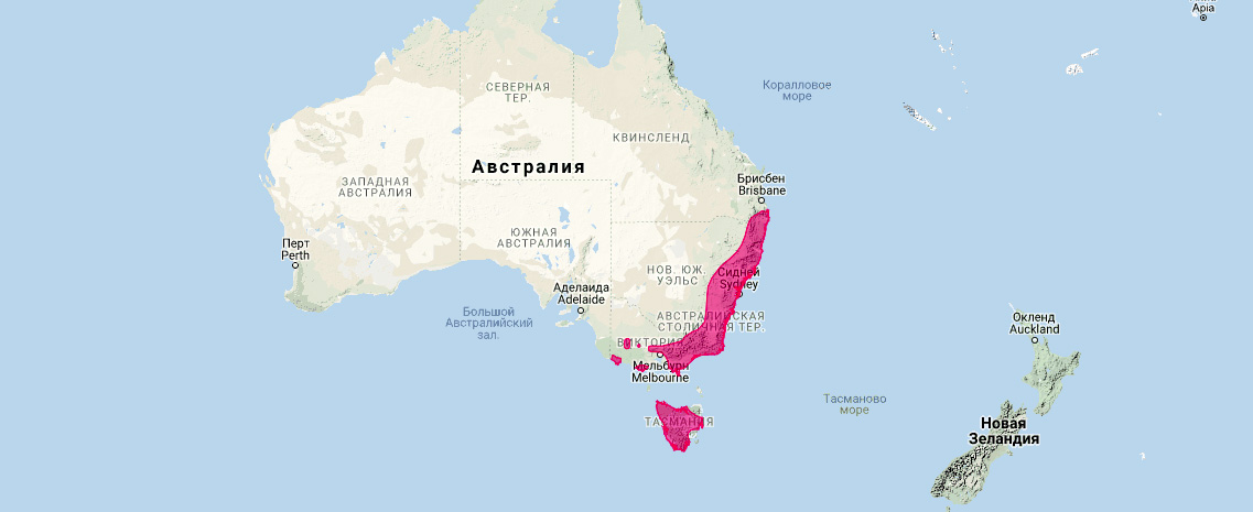 Сумчатая мышь Свенсона (Antechinus swainsonii) Ареал обитания на карте