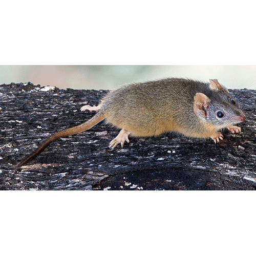 Род Сумчатые мыши / Широконогие сумчатые мыши  фото