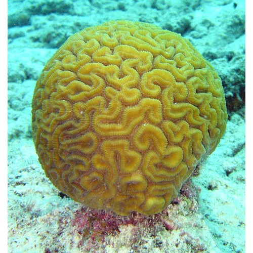 Класс Коралловые полипы фото