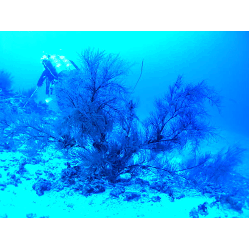 Отряд Чёрные кораллы/ Антипатарии фото