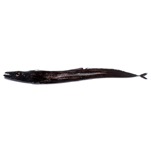 Род Угольщики / Угольные рыбы-сабли фото
