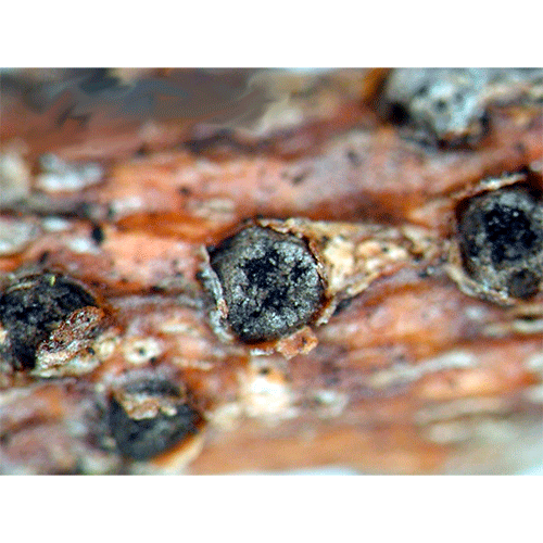 Семейство Aplosporellaceae фото