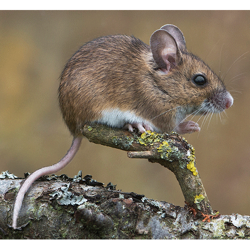 Род Лесные и полевые мыши  фото