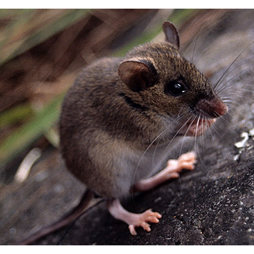 Род Филиппинские лесные мыши  фото