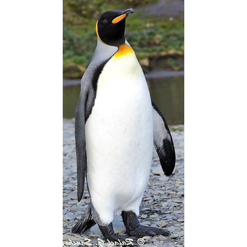  Род Императорские пингвины  фото