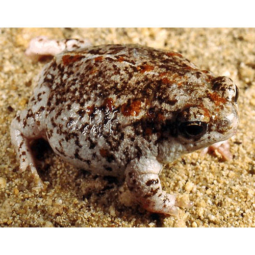  Род Округлые жабы  фото