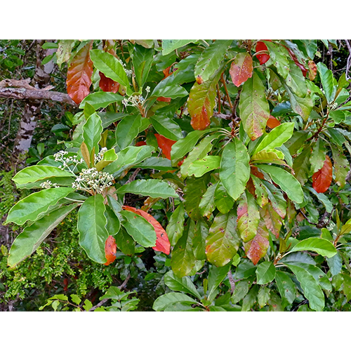Семейство Argophyllaceae фото