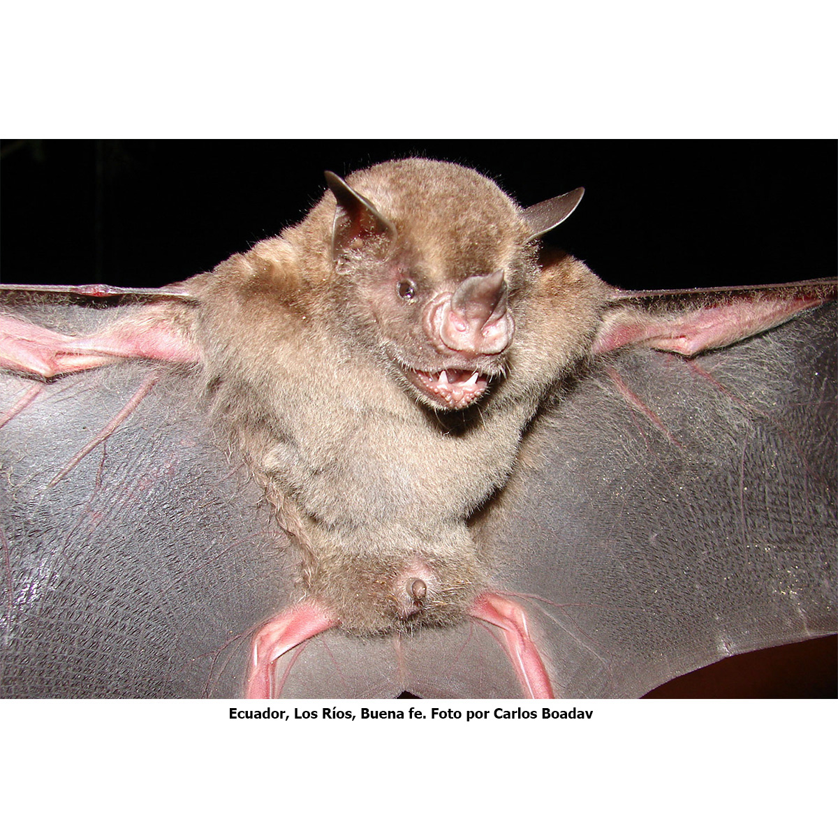 Andersen's Fruit-eating Bat (Artibeus aequatorialis) Фото №2