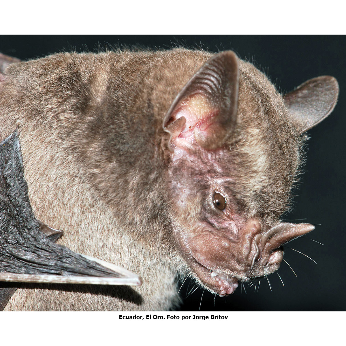 Andersen's Fruit-eating Bat (Artibeus aequatorialis) Фото №3