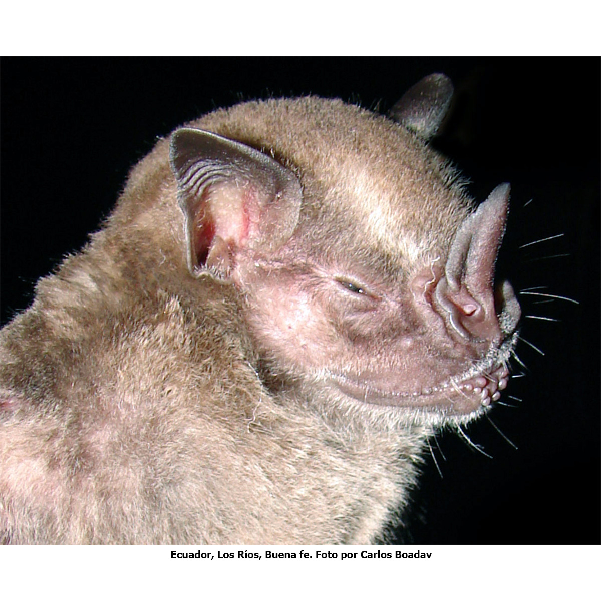 Andersen's Fruit-eating Bat (Artibeus aequatorialis) Фото №4