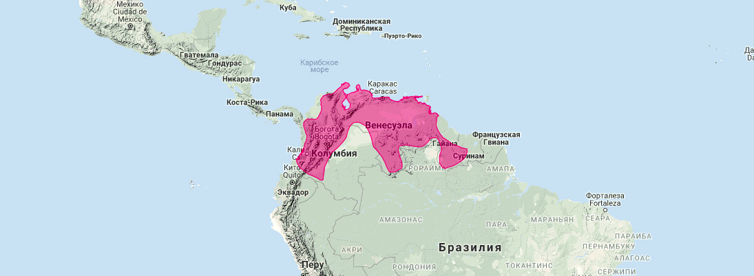Колумбийский фруктоядный листонос (Artibeus amplus) Ареал обитания на карте