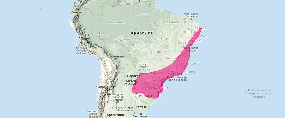Бахромчатый листонос (Artibeus fimbriatus) Ареал обитания на карте