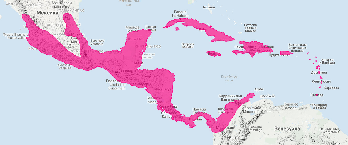 Ямайский листонос (Artibeus jamaicensis) Ареал обитания на карте