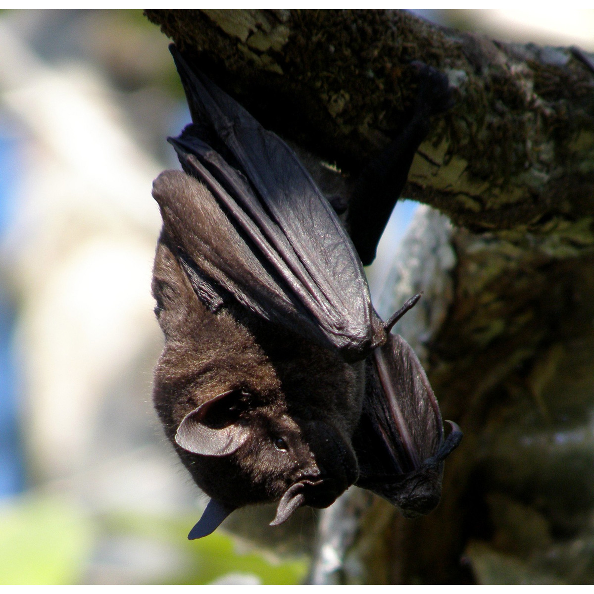 Тёмный фруктоядный листонос (Artibeus obscurus) Фото №2