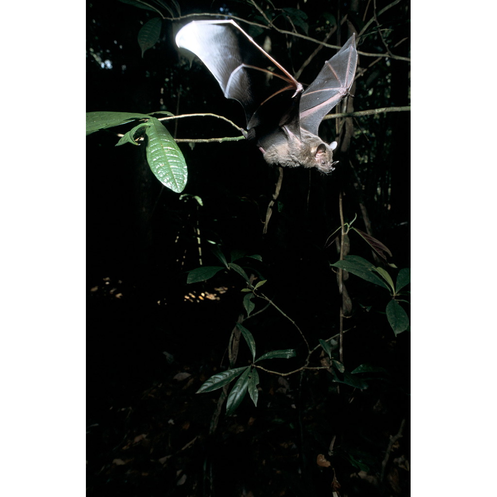 Плосколицый листонос (Artibeus planirostris) Фото №6