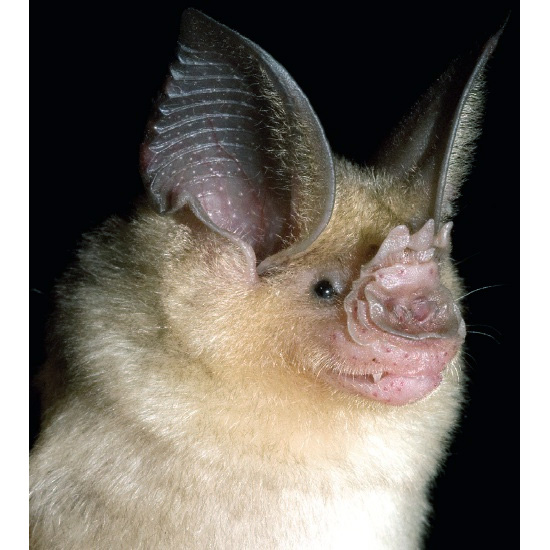 Arabian Trident Bat (Asellia arabica) Фото №2