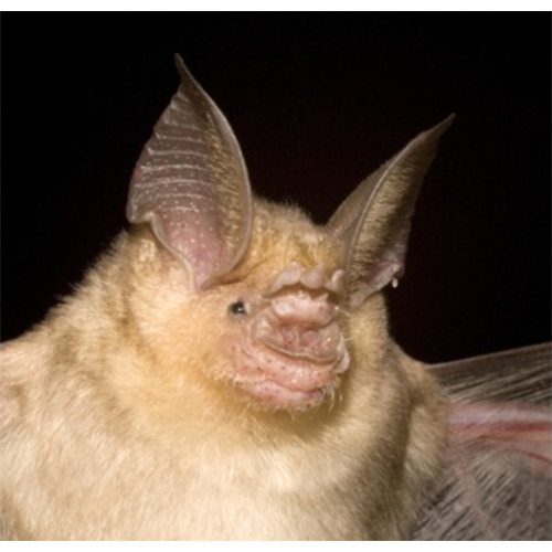 Arabian Trident Bat (Asellia arabica) Фото №1