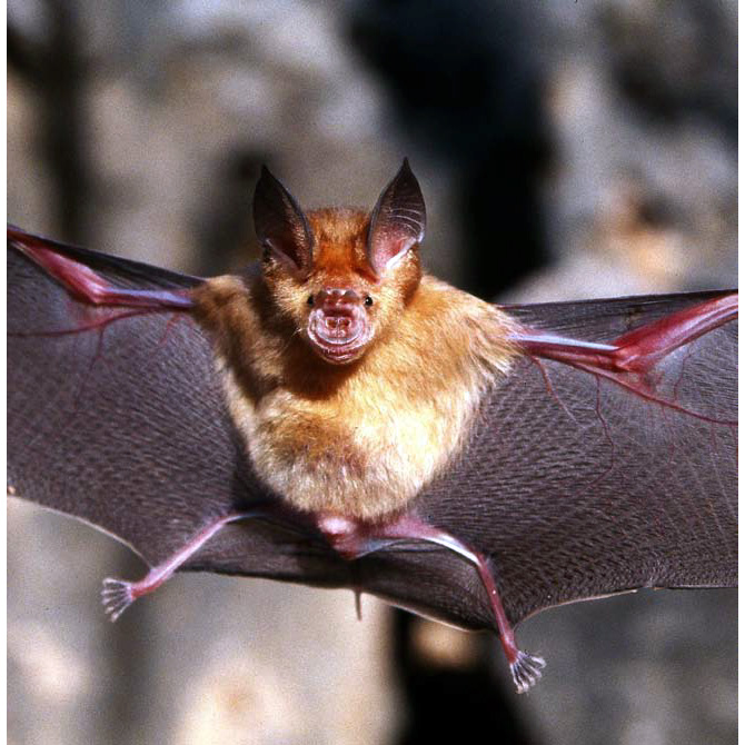 Somalian Trident Bat (Asellia italosomalica) Фото №2
