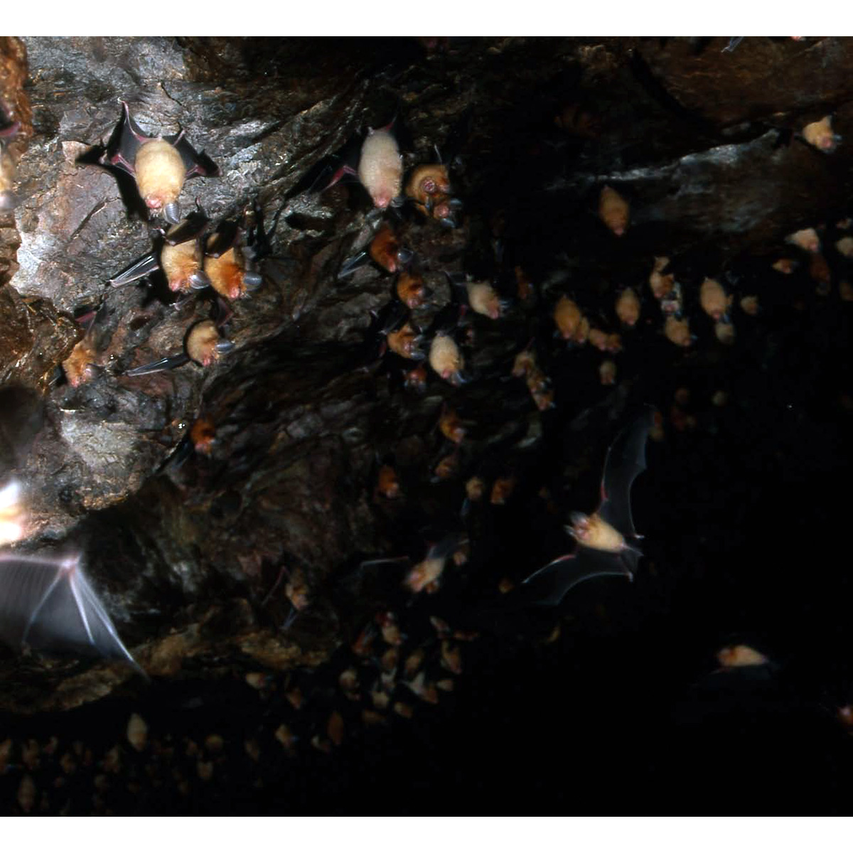 Somalian Trident Bat (Asellia italosomalica) Фото №3