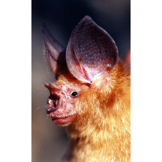 Somalian Trident Bat (Asellia italosomalica) Фото №6