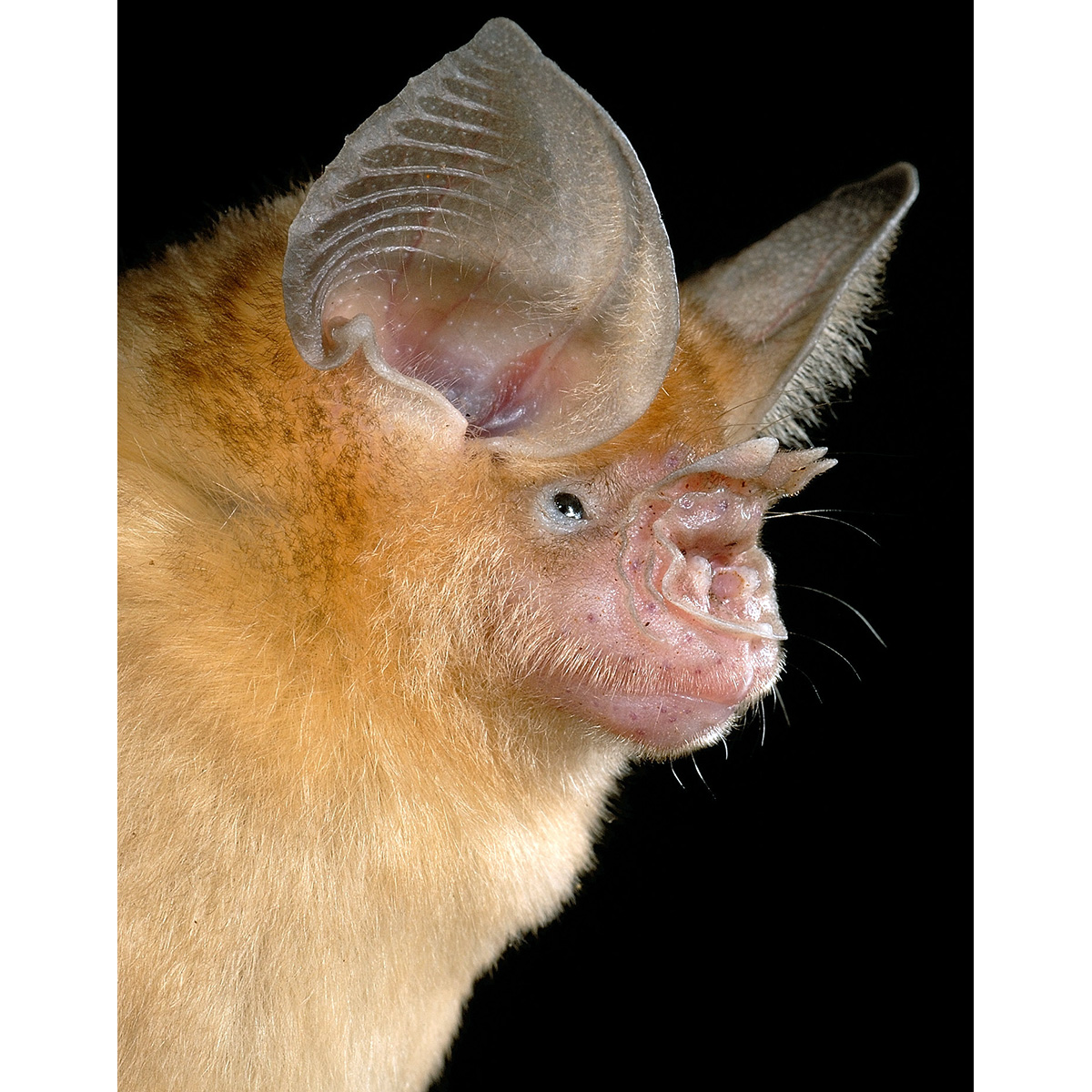 Somalian Trident Bat (Asellia italosomalica) Фото №7
