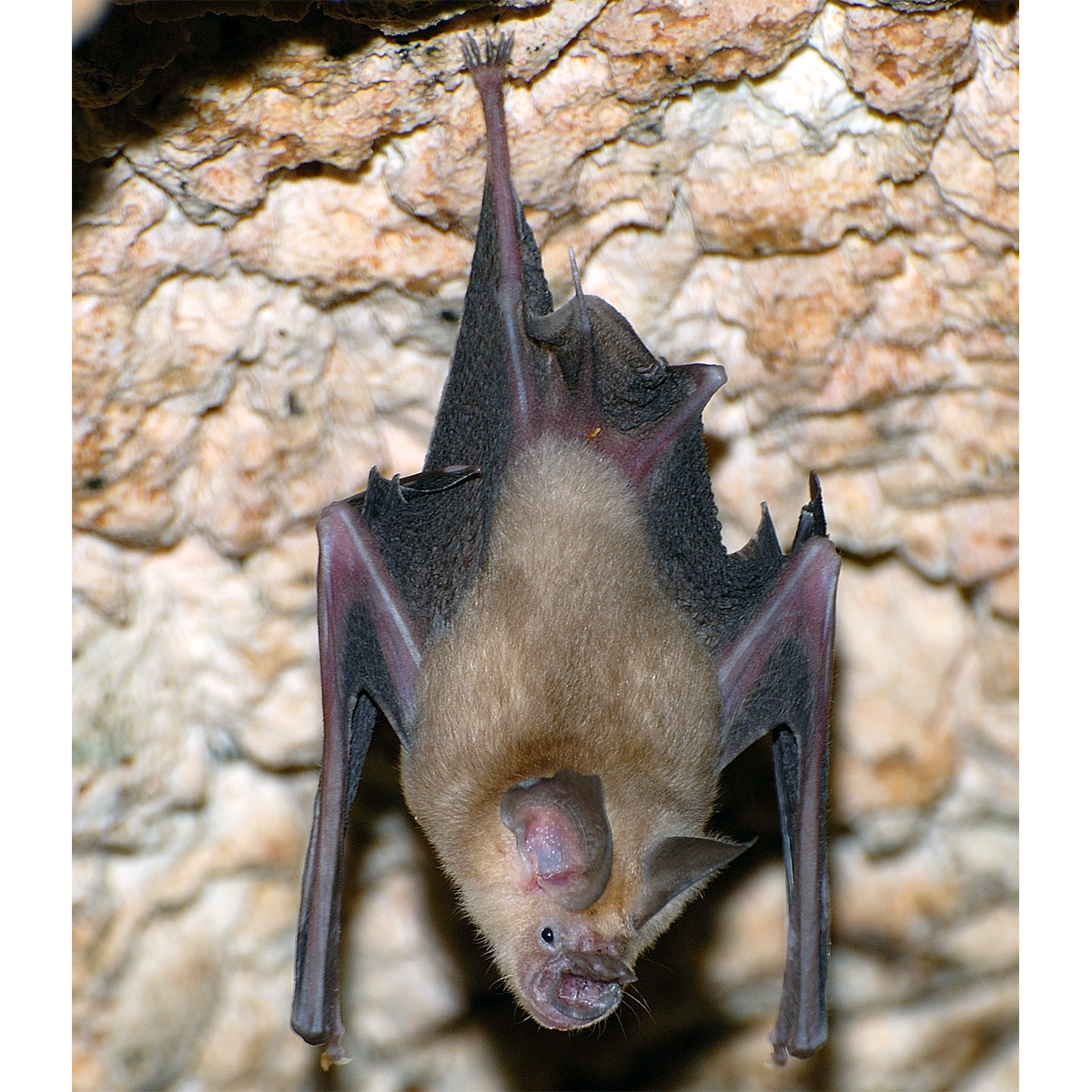 Somalian Trident Bat (Asellia italosomalica) Фото №1