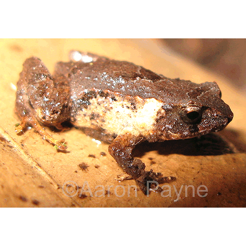  Род Сумчатые жабы  фото