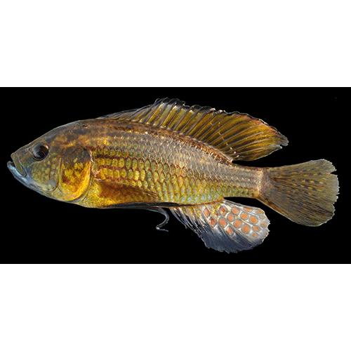 Род Astatoreochromis фото