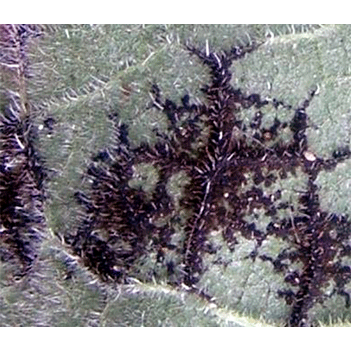 Семейство Asterotexaceae фото