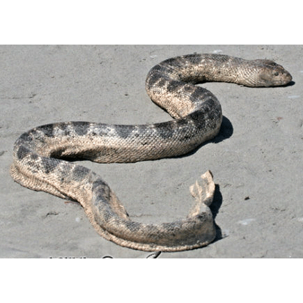  Род Морские змеи Стока  фото