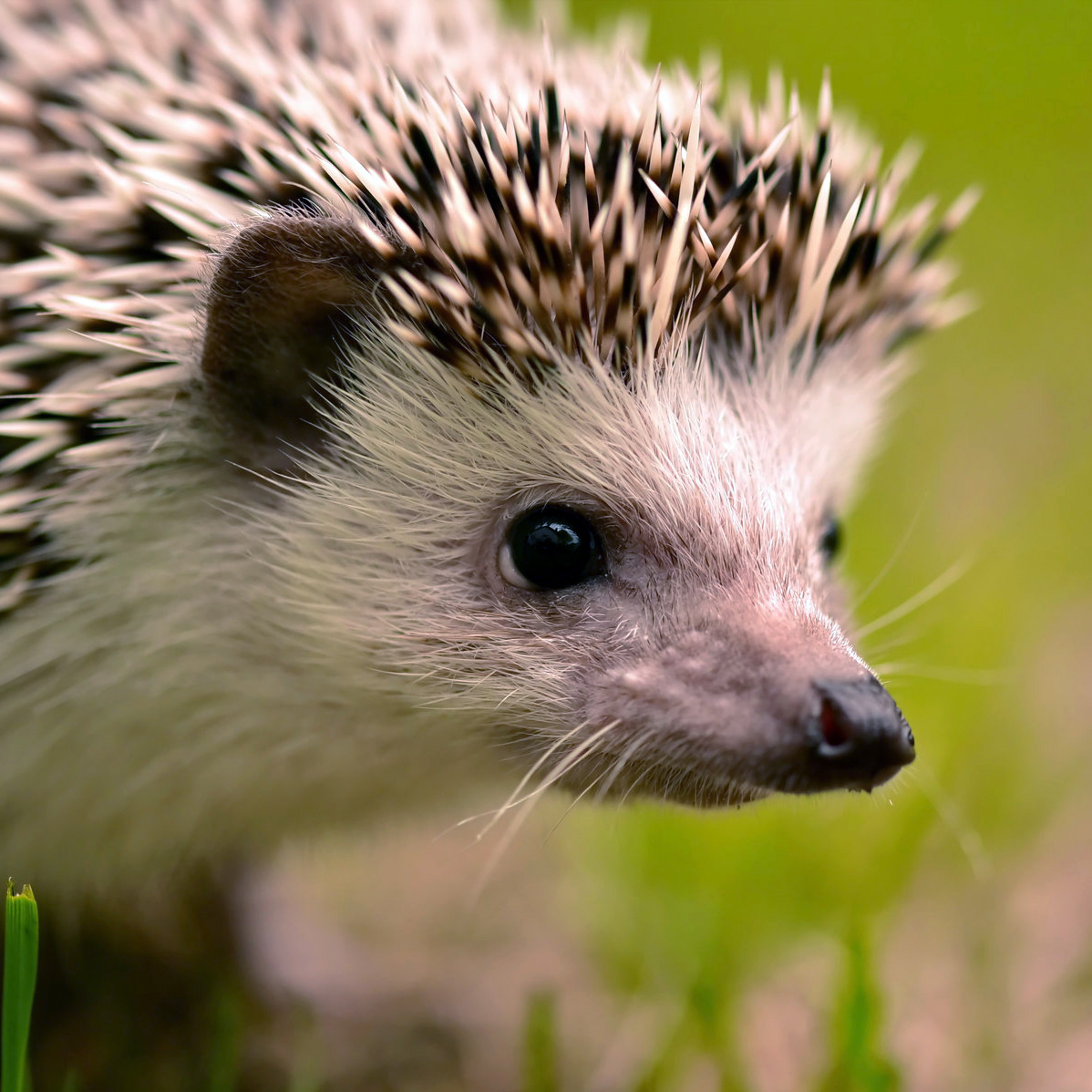 Ежики белобрюхие. Африканский белобрюхий еж. Африканский белобрюхий еж. Белобрюхий еж. Белобрюхий еж.