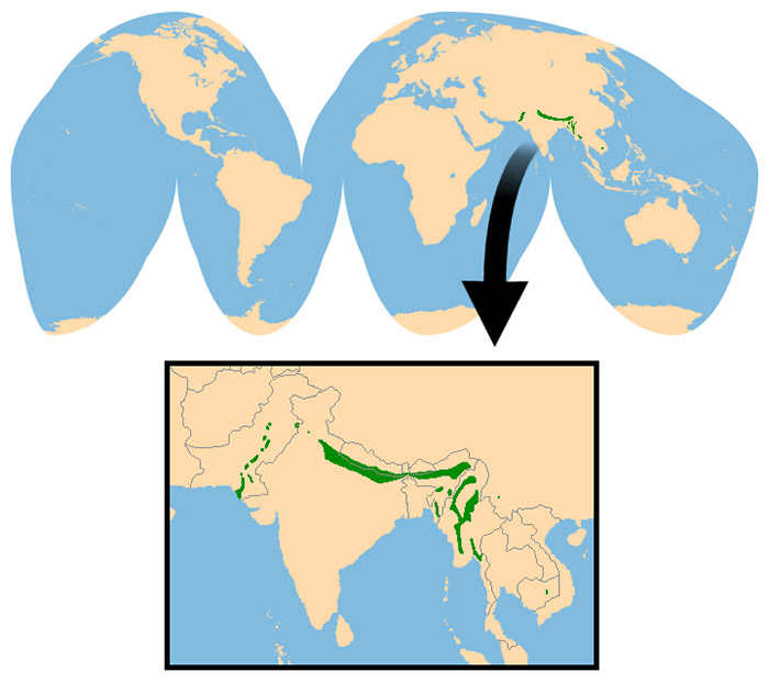 Axis porcinus Ареал обитания на карте