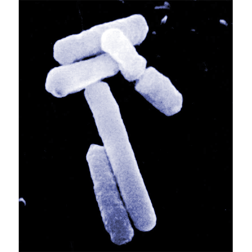 Класс Bacteroidia фото