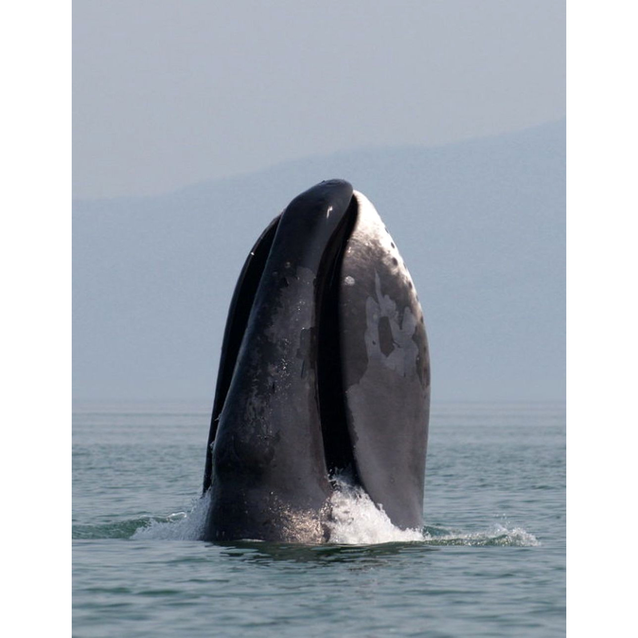 Гренландский кит (Balaena mysticetus) Фото №10