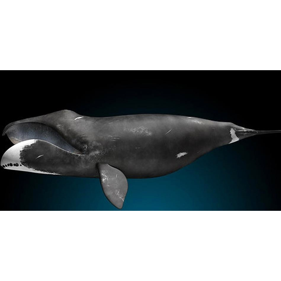 Гренландский кит (Balaena mysticetus) Фото №2