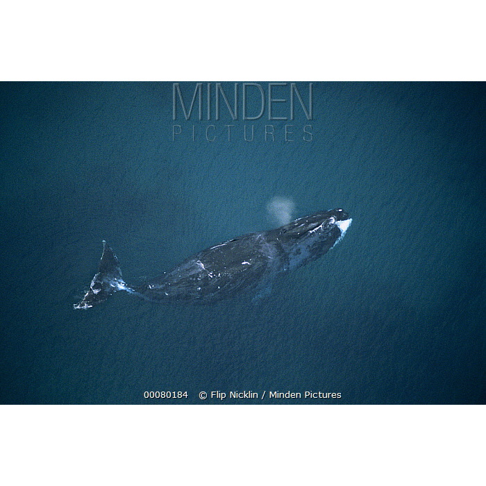 Гренландский кит (Balaena mysticetus) Фото №3