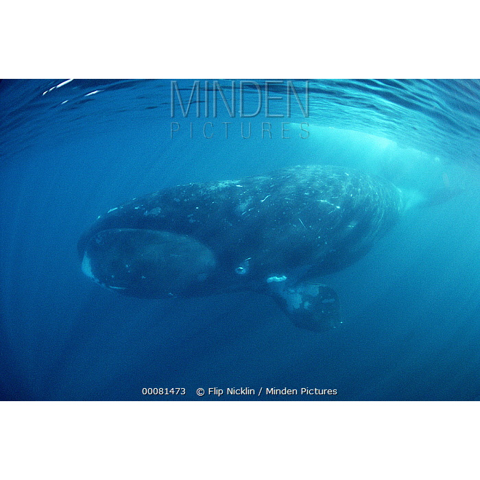 Гренландский кит (Balaena mysticetus) Фото №4