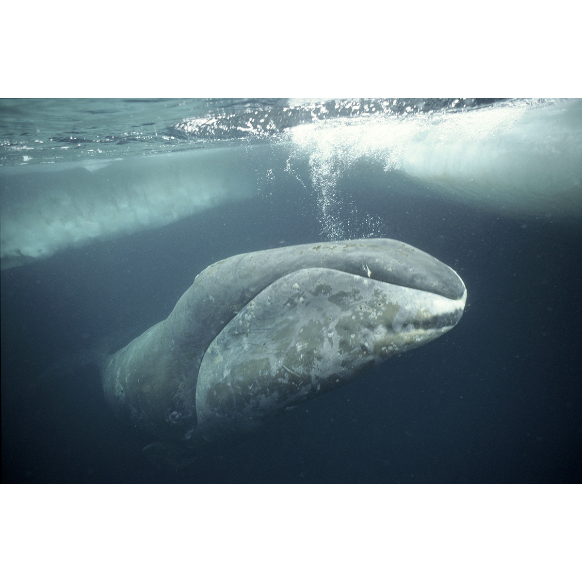 Гренландский кит (Balaena mysticetus) Фото №5