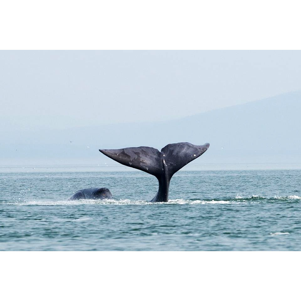 Гренландский кит (Balaena mysticetus) Фото №6