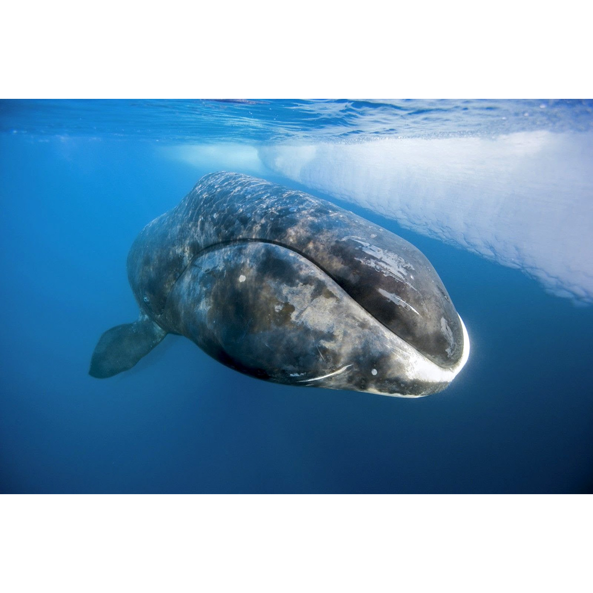 Гренландский кит (Balaena mysticetus) Фото №7
