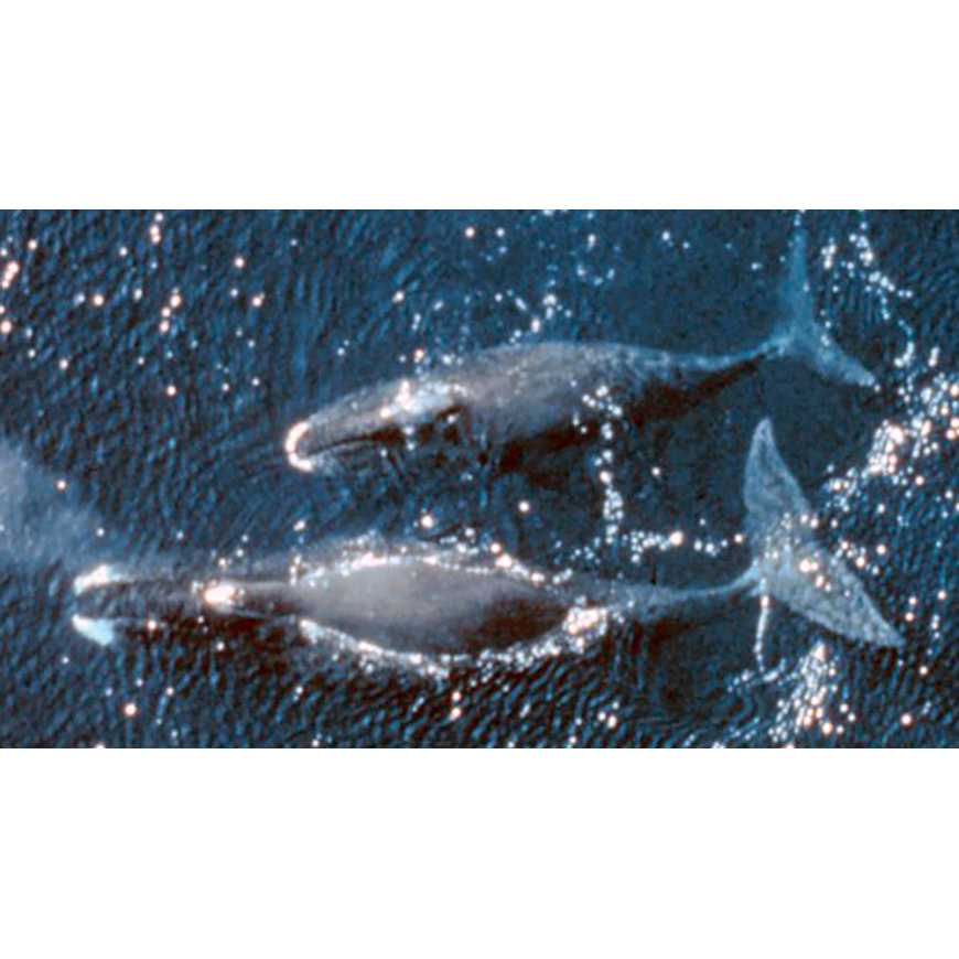Гренландский кит (Balaena mysticetus) Фото №8