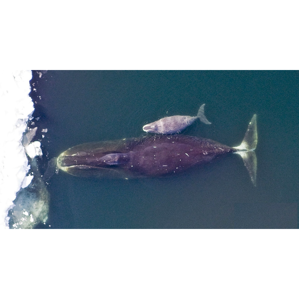 Гренландский кит (Balaena mysticetus) Фото №9