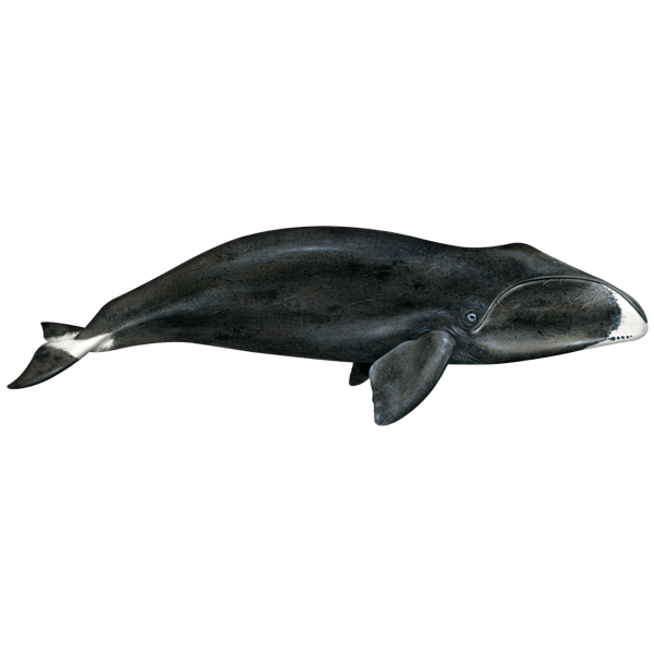 Гренландский кит (Balaena mysticetus) Фото №1