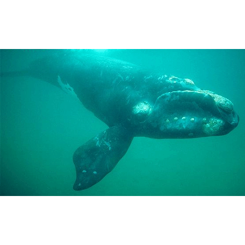 Семейство Гладкие киты  фото