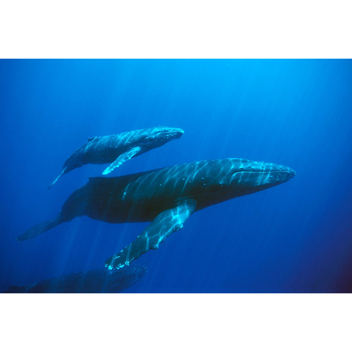 Самое крупное современное животное синий кит. Голубой кит Balaenoptera musculus. Животные китообразные кит синий млекопитающие. Самые необычные киты. Синий кит с детенышем.