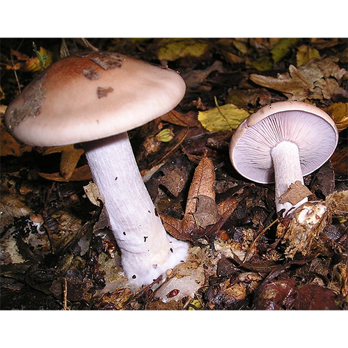Тип Базидиомицеты / Базидиальные грибы фото