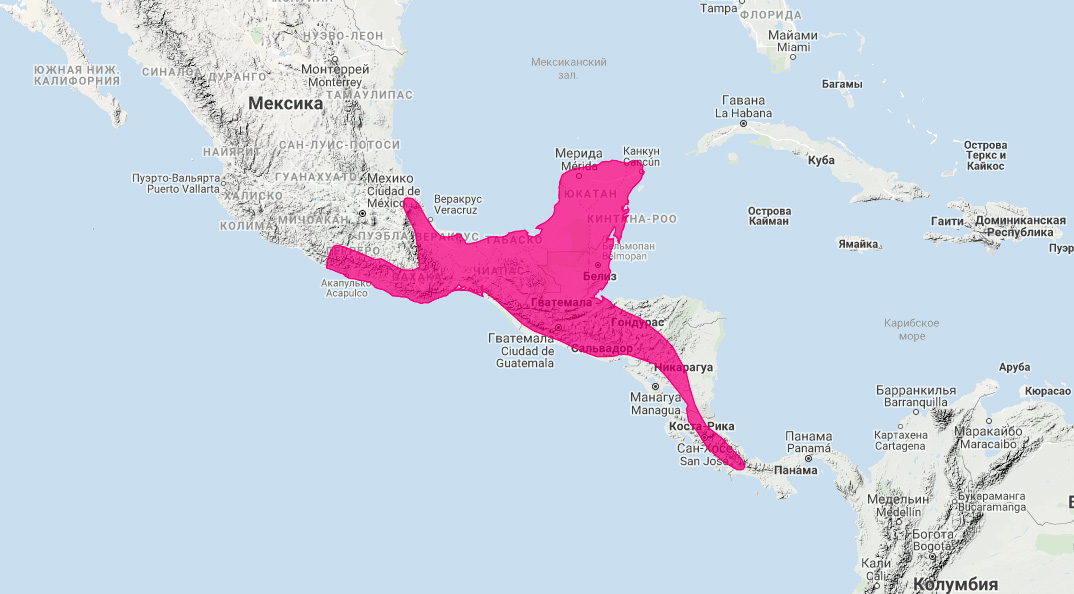 Центральноамериканский какомицли (Bassariscus sumichrasti) Ареал обитания на карте
