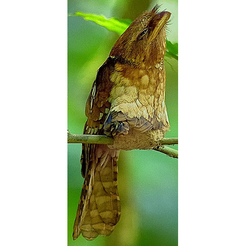  Род Индо-малайские лягушкороты  фото
