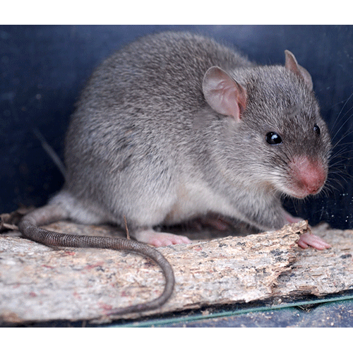 Род Индокитайские крысы  фото