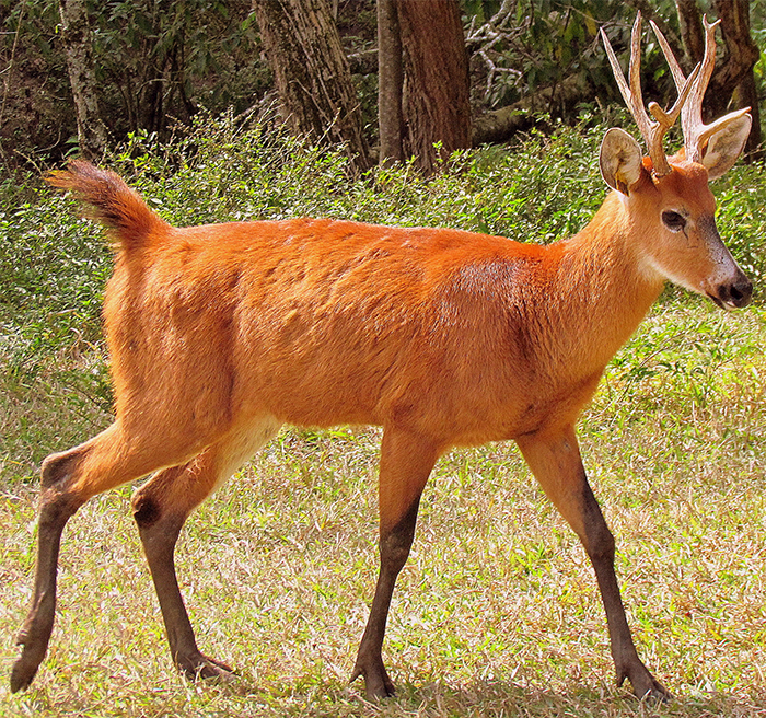 Болотный олень (Blastocerus dichotomus). Аргентина пампасский олень. Пампасный олень Южной Америки. Пантанал олень болотный.